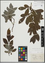 Foto von Salix appendiculata Vill.